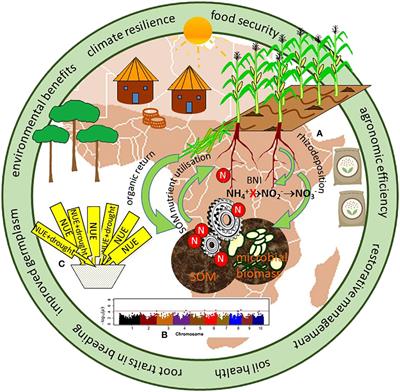 Exploiting crop genotype-specific root-soil interactions to enhance agronomic efficiency